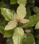 Immergrüne buschige Ölweide 'Compacta' - Elaeagnus ebbingei (x) 'Compacta' - Heckenelemente