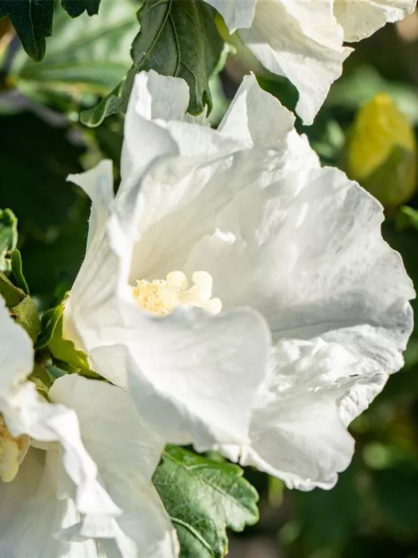 Hibiscus syriacus 'Totus Albus', Straucheibisch Semper Verde