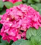 Gartenhortensie 'Endless Summer' - Hydrangea macr.'Endless Summer' rosa