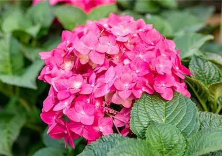 Hydrangea macr.'Endless Summer' rosa - Gartenhortensie 'Endless Summer'