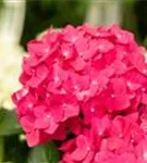 Gartenhortensie 'Endless Summer' - Hydrangea macr.'Endless Summer' rosa