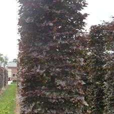 Fagus sylvatica 'Atropunicea' - Formgehölze, mDb Blockform 360x100x100 cm 