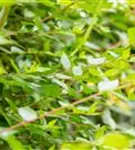 Großblütige Abelie - Abelia grandiflora - Ziergehölze