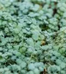 Blaugrünes Stachelnüsschen - Acaena buchananii