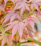 Fächerahorn 'Fireglow' - Acer palmatum 'Fireglow'