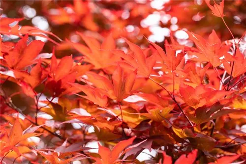 Fächerahorn 'Fireglow' - Acer palmatum 'Fireglow'