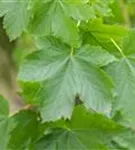 Bergahorn - Acer pseudoplatanus