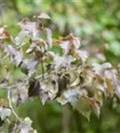 Blutbirke 'Purpurea' - Betula pendula 'Purpurea'