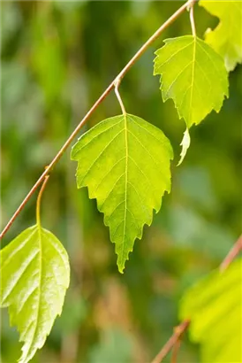 Trauerbirke - Betula pendula 'Youngii'