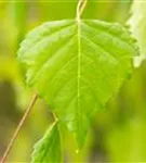 Trauerbirke - Betula pendula 'Youngii'