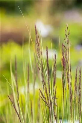 Gestreiftblättriges Garten-Reitgras - Calamagrostis x acutiflora 'Overdam'