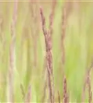 Gestreiftblättriges Garten-Reitgras - Calamagrostis x acutiflora 'Overdam'