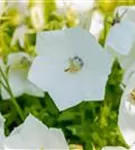 Niedrige Garten-Glockenblume - Campanula carp.'Weiße Clips'