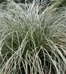Garten-Segge - Carex albula 'Frosted Curls'