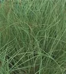 Garten-Segge - Carex albula 'Frosted Curls'