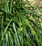 Morgenstern-Segge - Carex grayi