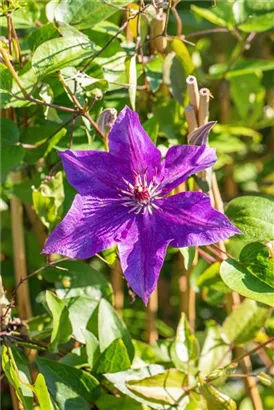 Waldrebe 'The President' - Clematis 'The President'