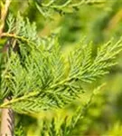 Leyland-Zypresse - Cupressocyparis leylandii - Formgehölze