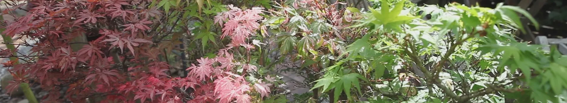 Gartengestaltung - Japanischer Ahorn
