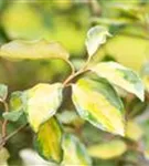 Wintergrüne Ölweide 'Limelight' - Elaeagnus ebbingei 'Limelight'