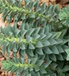 Walzen-Wolfsmilch - Euphorbia myrsinites