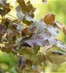 Blutbuche Veredelung - Fagus sylvatica 'Atropunicea' - Heckenpflanzen