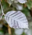 Blutbuche Veredelung - Fagus sylvatica 'Atropunicea' - Heckenpflanzen