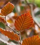 Blutbuche - Fagus sylvatica 'Purpurea' - Baum