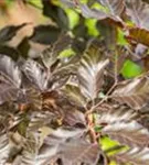 Blutbuche-Sämling - Fagus sylvatica purpurea