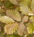 Blutbuche - Fagus sylvatica 'Purpurea' - Heckenpflanzen