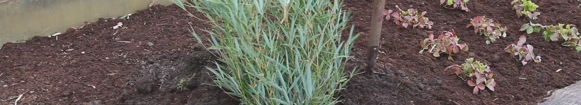 Fargesia - Einpflanzen im Garten