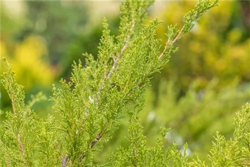 Strauchwacholder 'Mint Julep' - Juniperus media 'Mint Julep'
