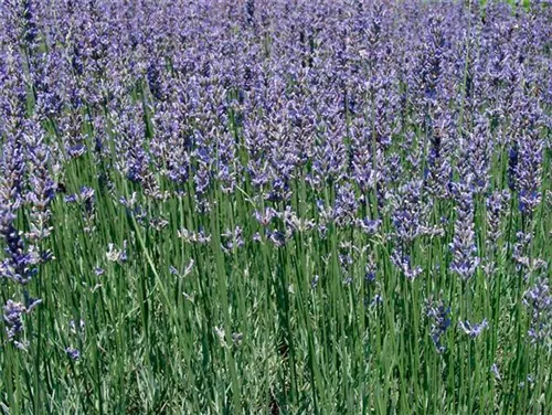 Bastard-Garten-Lavendel - Lavandula angustifolia 'Grappenhall'