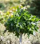 Amerikanischer Amberbaum - Liquidambar styraciflua - Heckenelemente