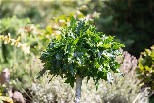 Liquidambar styraciflua Heckenelemente, Amerikanischer Amberbaum