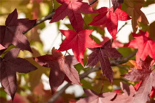 Amerikanischer Amberbaum - Liquidambar styraciflua - Heckenelemente