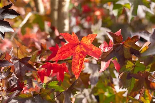 Amerikanischer Amberbaum - Liquidambar styraciflua - Formgehölze