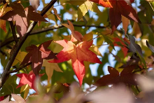 Liquidambar styraciflua Heckenelemente, Amerikanischer Amberbaum