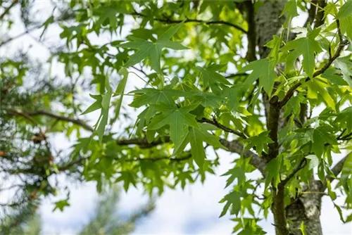 Amberbaum 'Worplesdon' - Liquidambar styraciflua 'Worplesdon' - Ziergehölze