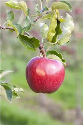 Apfel 'Jonagold' mittel - Malus 'Jonagold' CAC