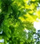 Chinesisches Rotholz - Metasequoia glyptostroboides - Formgehölze