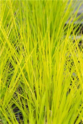 Molinia caerulea 'Heidebraut', Kleines GartenPfeifengras Semper