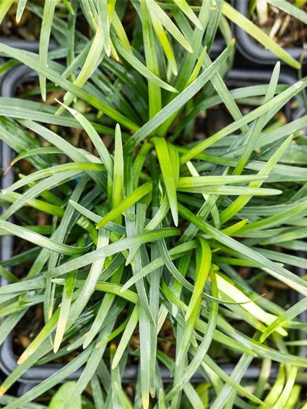 Ophiopogon japonicus 'Minor', Kleiner GartenSchlangenbart Semper