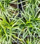 Kleiner Garten-Schlangenbart - Ophiopogon japonicus 'Minor'