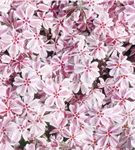 Garten-Teppich-Flammenblume - Phlox subulata 'Candy Stripes'