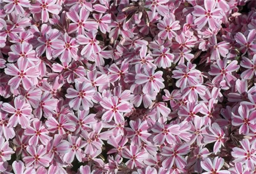 Garten-Teppich-Flammenblume - Phlox subulata 'Candy Stripes'