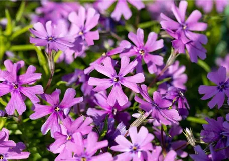 Phlox subulata 'Purple Beauty' - Garten-Teppich-Flammenblume