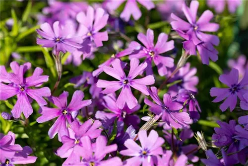 Garten-Teppich-Flammenblume - Phlox subulata 'Purple Beauty'