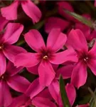 Garten-Teppich-Flammenblume - Phlox subulata 'Scarlet Flame'