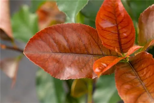 Glanzmispel 'Red Robin' - Photinia fraseri 'Red Robin' - Heckenpflanzen